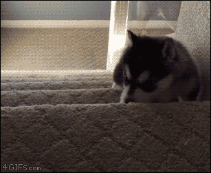 A puppy pays for slipping on the stairs