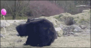 A bear stands up and chases after a balloon like a human