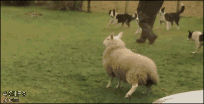 A lamb tries to be one of the dogs