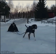 A dog doesn't feel like pulling a sled