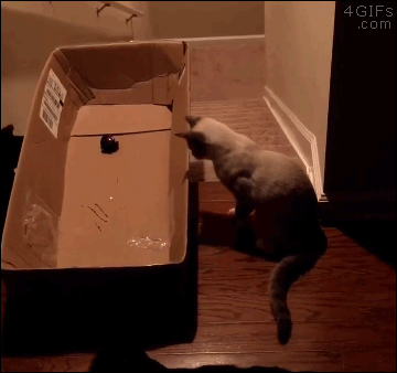Cat-trap-stairs-sledding.gif