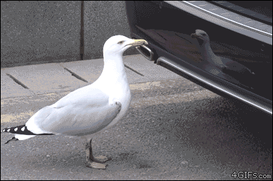 A seagull fights it's own reflection