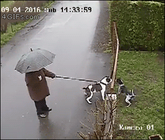 A cat squeezes through a gate to fight a dog