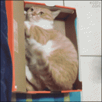 Cat-box-trapped