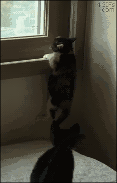 A cat gets pulled off a window sill