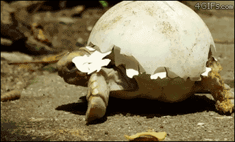 A tortoise has an eggshell for a shell