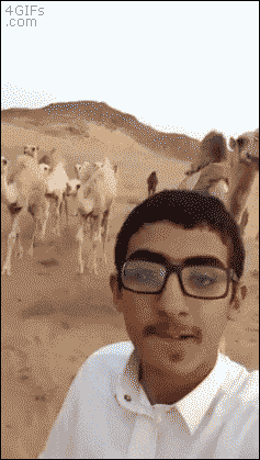 Camel says no to selfies