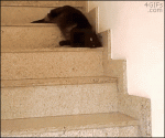 Cat-slithers-down-steps