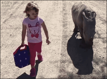 A girl takes a walk with a rhino