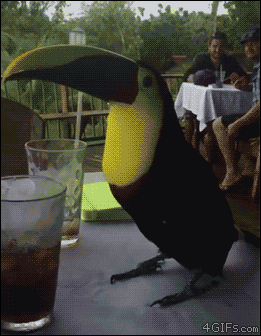 A social toucan helps himself to some soda