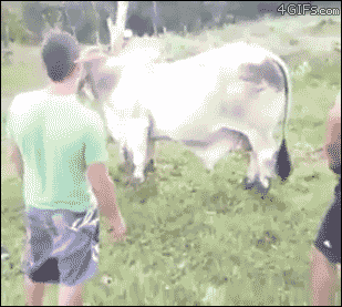 Cow mounting fail