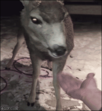 A deer shakes a guy's hand
