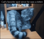 Cat-squeezes-into-spot