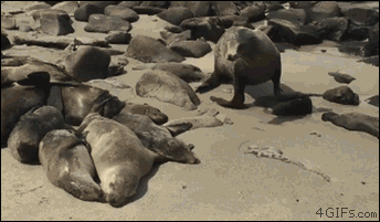 An oblivious seal walks over his sleeping friends