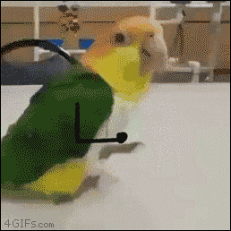 A parrot dances