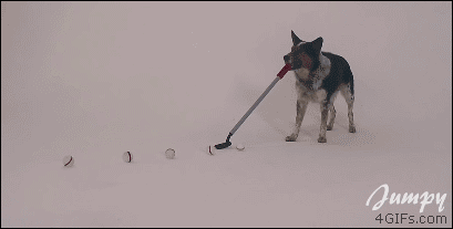 A dog has learned how to putt golf balls