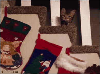 A saucy cat steals a Christmas stocking
