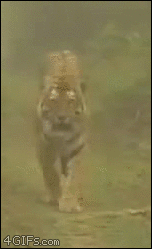 A threatened tiger charges