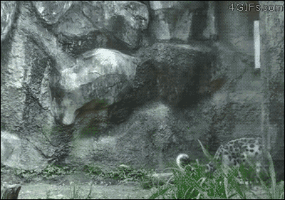 A snow leopard does a fancy jump spin