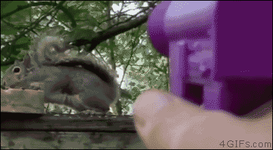 A squirrel is oblivious to getting soaked by a water pistol
