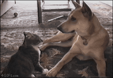 An unprovoked cat tackles a dog