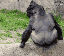[Image: Gorilla-throws-poop-at-crowd.gif]
