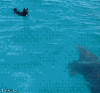 A dolphin swims with a dog