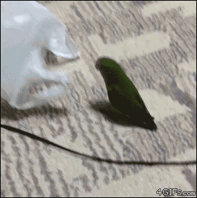 A bird runs around while in a plastic bag