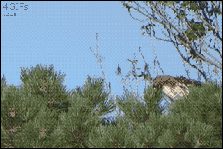 A freaked out squirrel manages to escape a hawk
