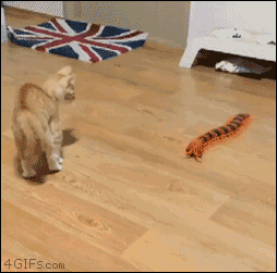 A kitten spazzes out over a toy centipede