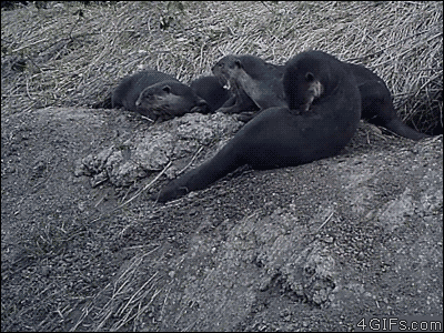An otter accidentally knocks his friend down a hill