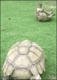 A tortoise helps turn over a friend stuck on his back