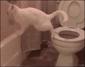 Toilet fail