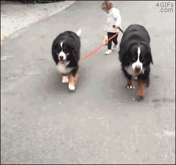 A girl walking a toy dog is walked by two big dogs