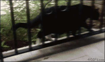 A fat cat tries to squeeze through a railing
