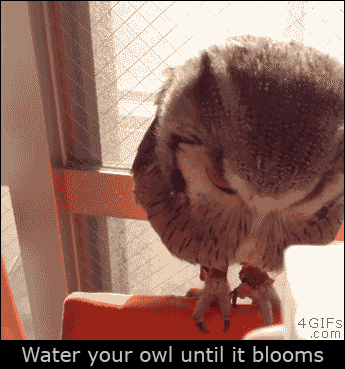Water-your-owl