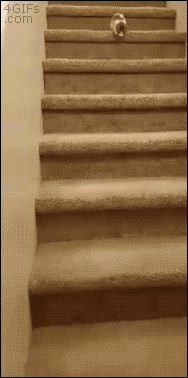 A kitten goes faster down the stairs by tripping and falling