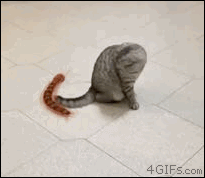 A cat has a strange reaction to a centipede toy