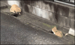 Cats-sewer-chase