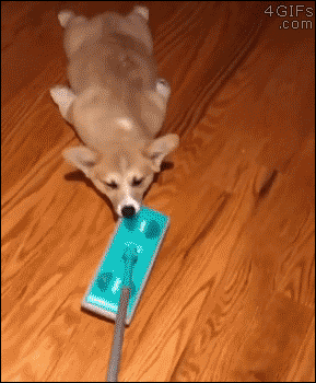 A dog enjoys being pulled by a Swiffer