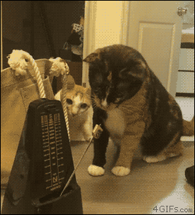 A cat is confused by a metronome and attacks it
