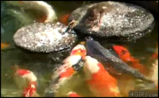 A duck enjoys feeding a koi pond