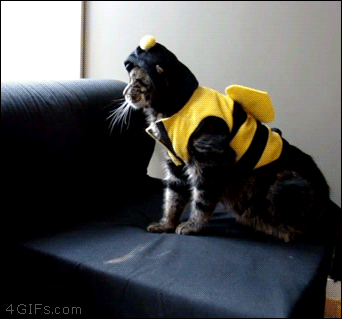 Clumsy cat in a bee costume