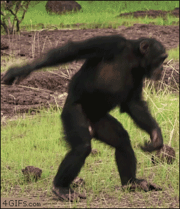 Dancing chimp