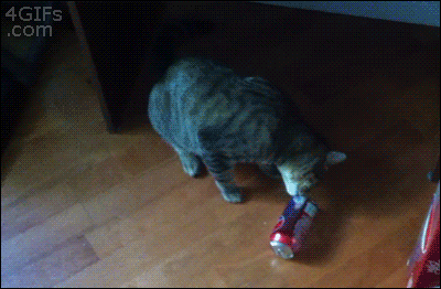 A cat is startled and runs away when his teeth puncture a soda can