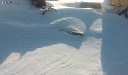 http://forgifs.com/gallery/d/279012-2/Dog-emerges-from-snow.gif?
