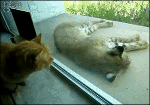 A cat wakes his sleeping bobcat friend