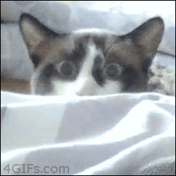 Scared cat slowly and cautiously peeks over the bed