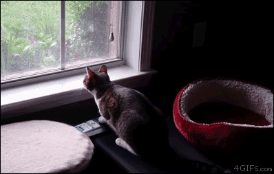 A cat is excited about a bird outside the window