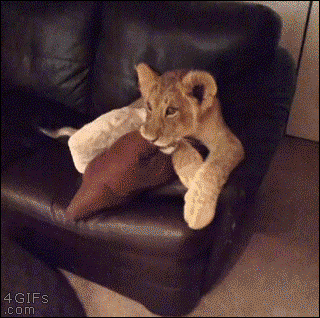 Lions cubs watch a cartoon lion on tv